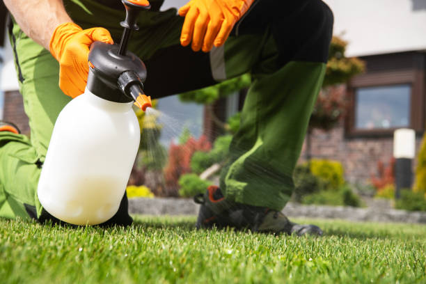 Best Flea Control Services  in Anthony, TX