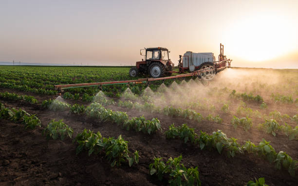 Best Pest Control for Homes  in Anthony, TX