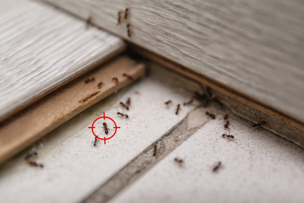 Anthony, TX Pest Control Company