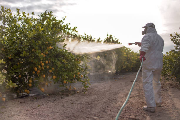 Flea Control Services in Anthony, TX