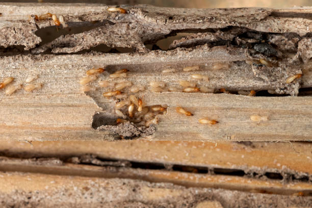 Best Pest Control for Restaurants  in Anthony, TX
